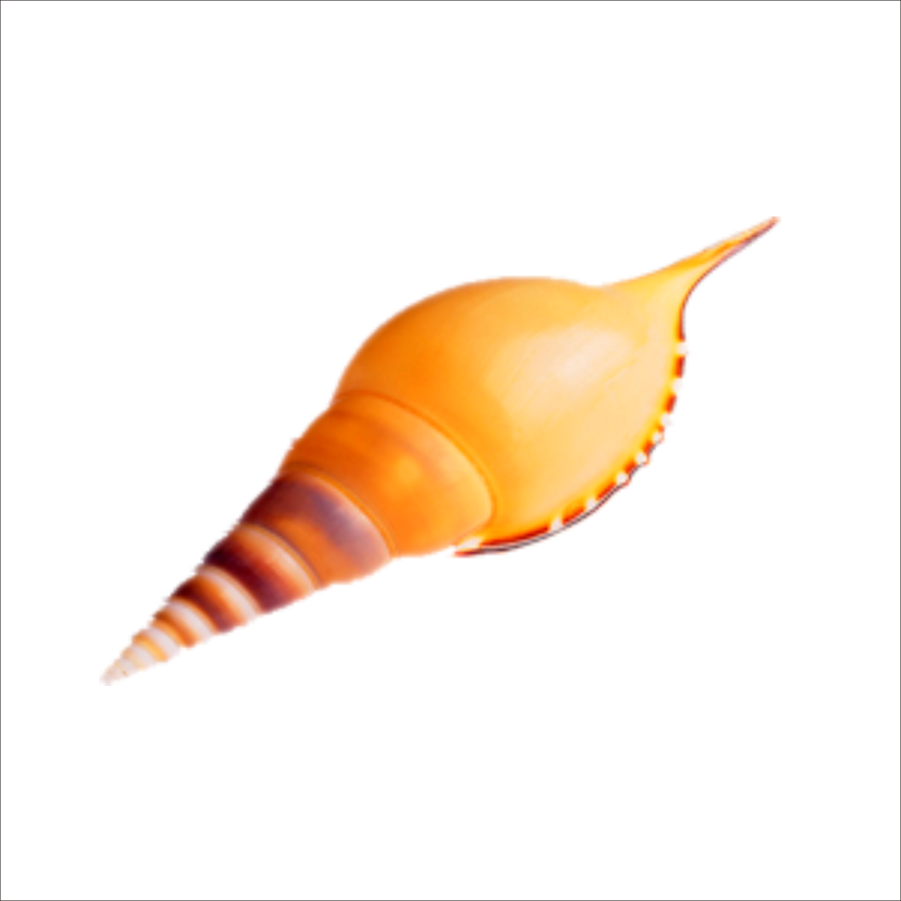 Seashell Sea Snail Transprent Png Free Download - 贝壳 (1773x1773), Png Download