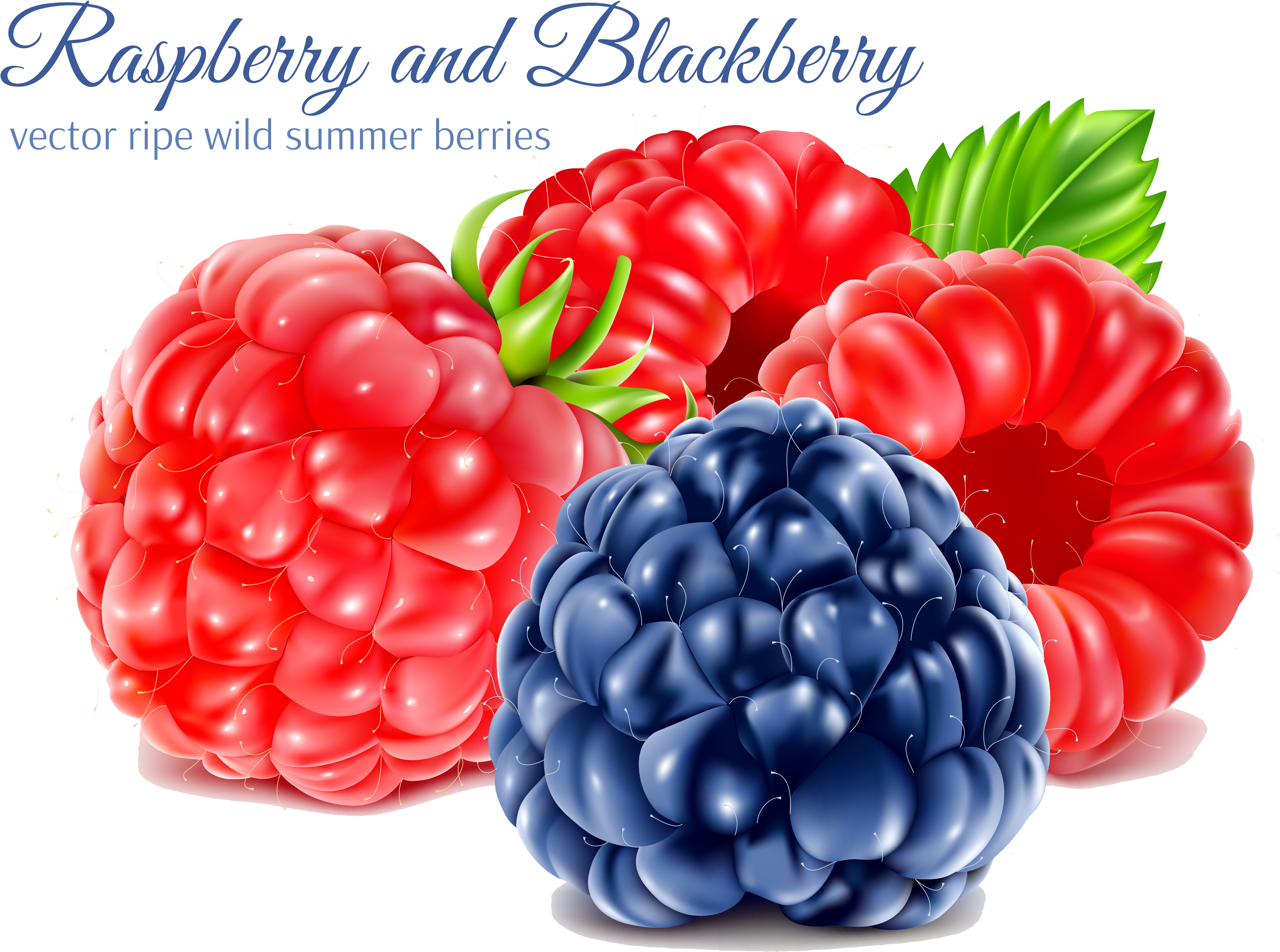 5239 X 3983 6 0 - Raspberry (5239x3983), Png Download