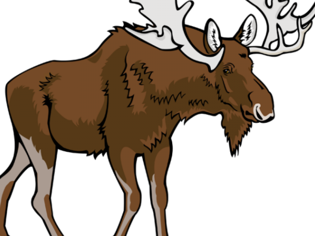 Moose Clipart Walking - Transparent Background Moose Clipart (640x480), Png Download