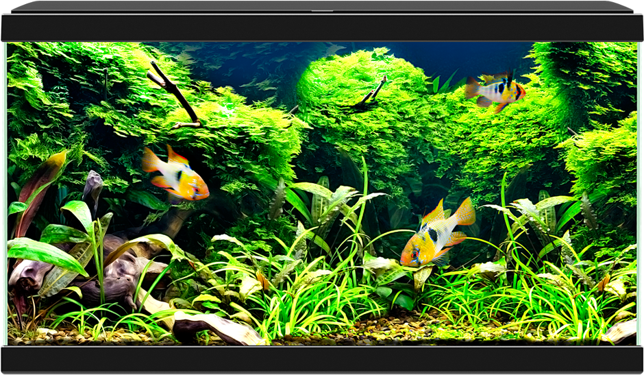 Equipment Included - Ciano Aquarium 60 Led (1000x800), Png Download