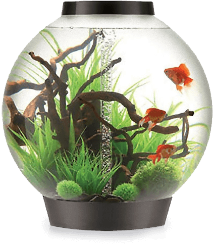 Biorb 105 Black Aquariums - Biorb Aquariums (700x500), Png Download