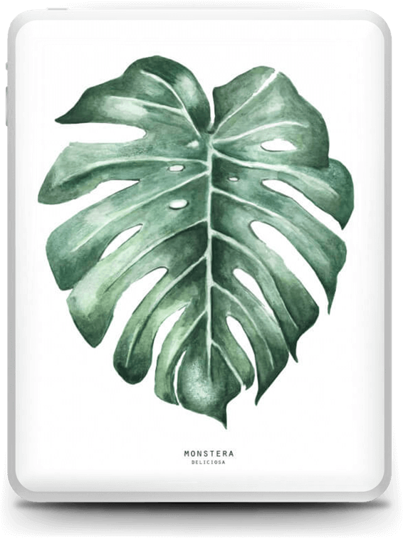 Monstera Deliciosa Skin Ipad - Monstera Watercolour (630x800), Png Download