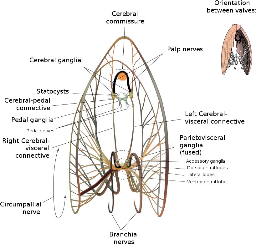Scallop Neurological Diagram - Anatomy Of A Tuatua (970x831), Png Download
