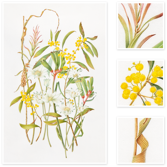 Mixed Flowers - Epidendrum (660x660), Png Download