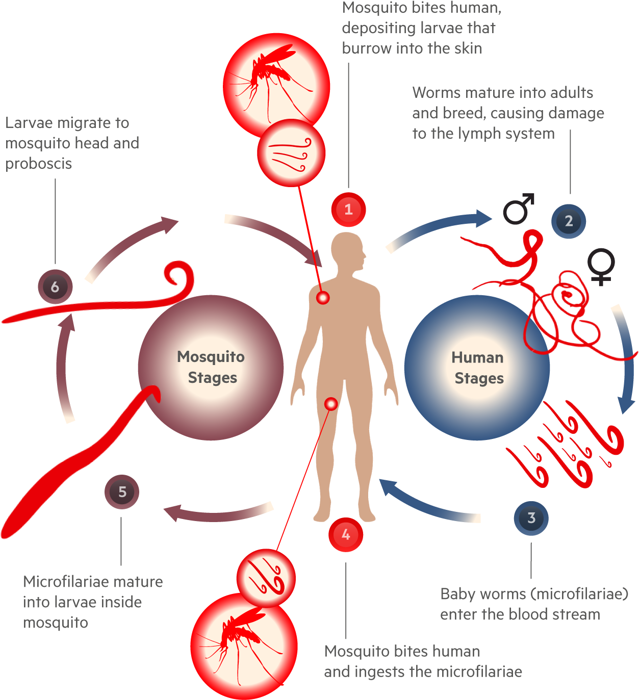 Vector Parasite Human Hair - Life Cycle Of Filaria (1400x1466), Png Download