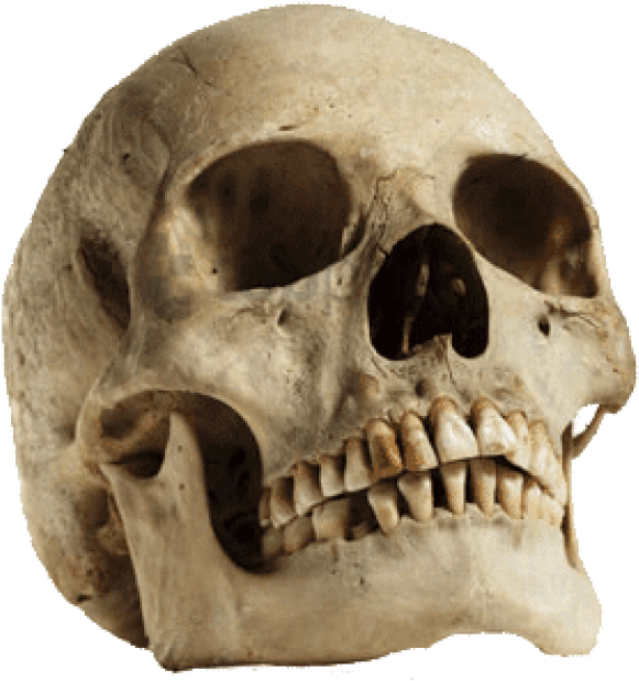 Free Png Download Human Skull Looking Up Png Images - Sagittal Crest On Human Skull (850x752), Png Download