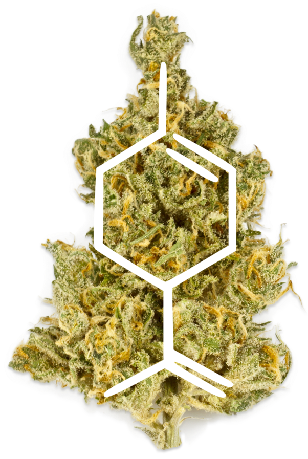 Untitled-1 - Fir (1000x1000), Png Download