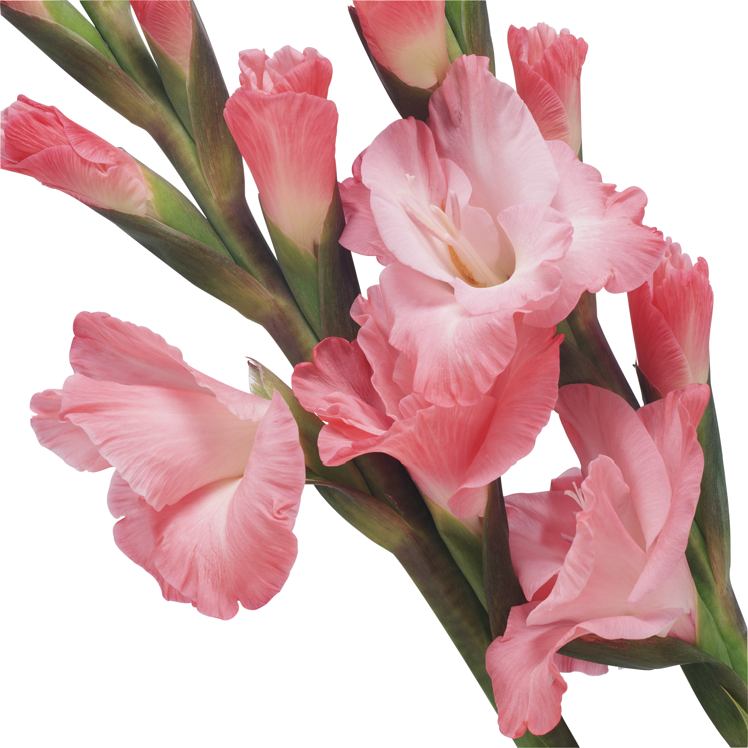 Картинка В Png - Pink Iris Transparent (3156x3155), Png Download
