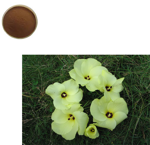 China Hibiscus Plants, China Hibiscus Plants Manufacturers - Gladiolus (640x640), Png Download