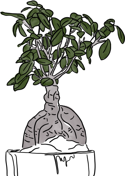 Image Transparent Stock Bonsai Drawing Easy - Sageretia Theezans (1280x800), Png Download