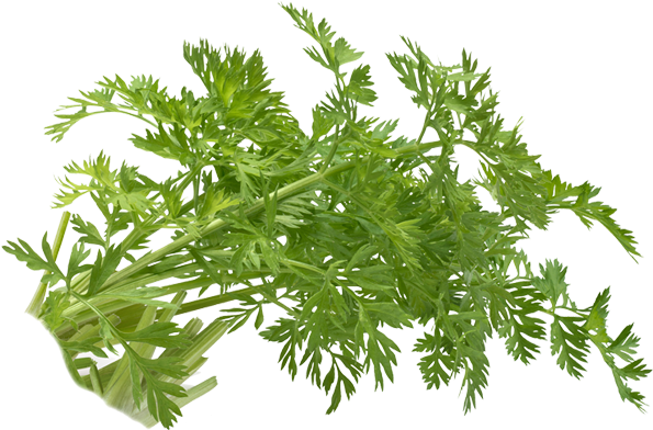 Carrot Sprouts - Carrot (827x591), Png Download