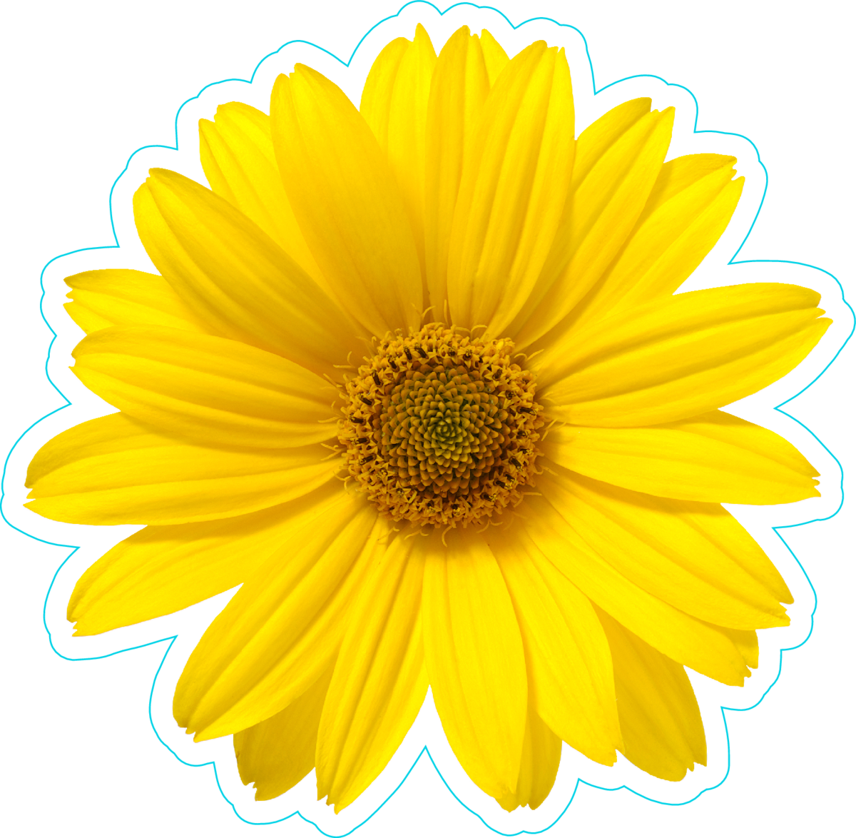 Pretty Yellow Daisy Flower Sticker - One Flower White Background (1200x1174), Png Download