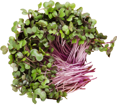 Red Cabbage Sprouts - Cabbage Sprouts (827x591), Png Download