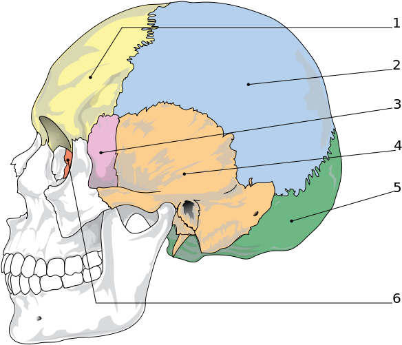 Anatomy Of The Human Skull - Bones Of The Skull (653x570), Png Download