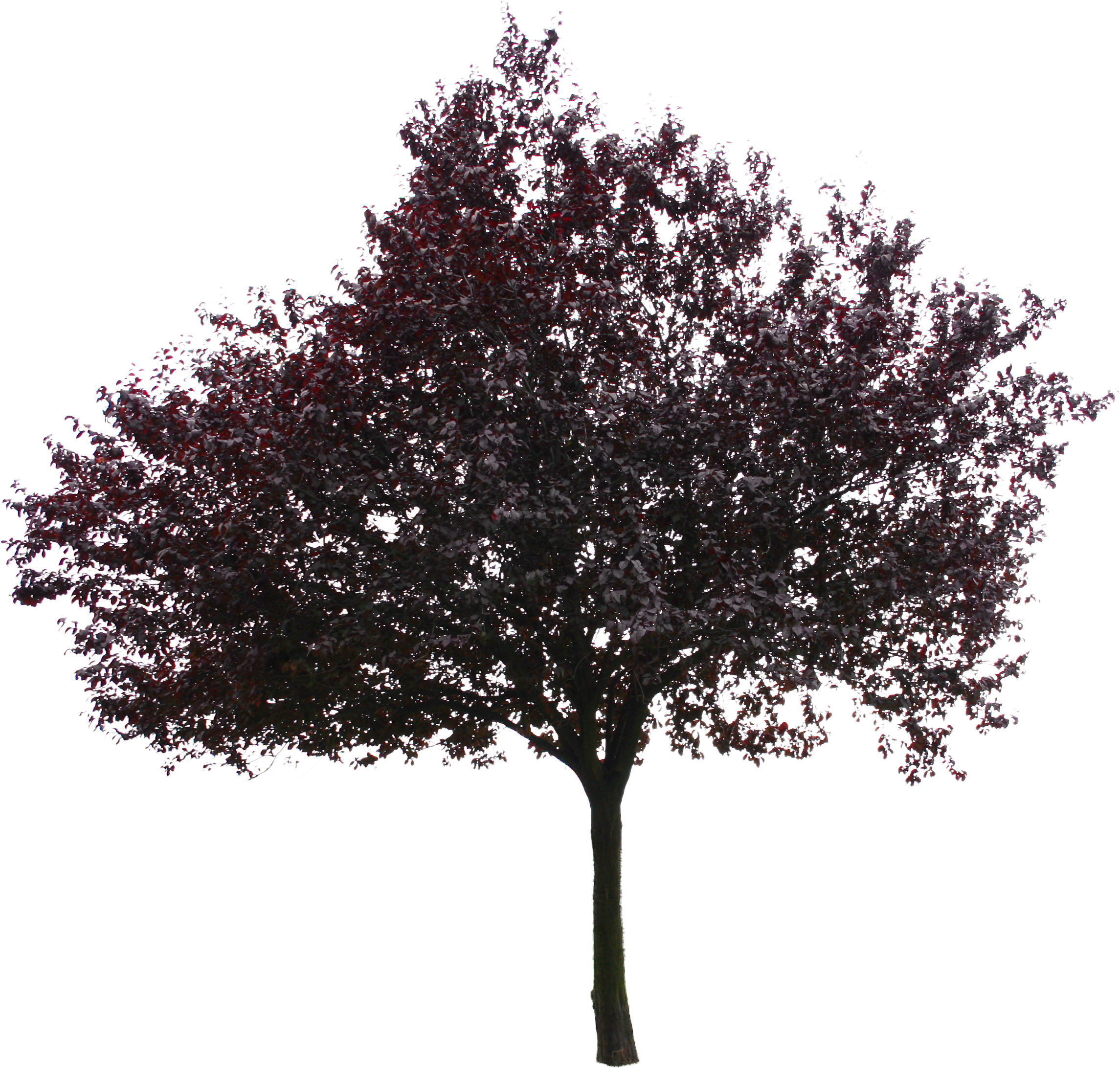2d Trees (3456x2304), Png Download
