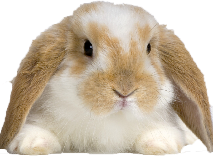 Buy Rabbit (693x693), Png Download