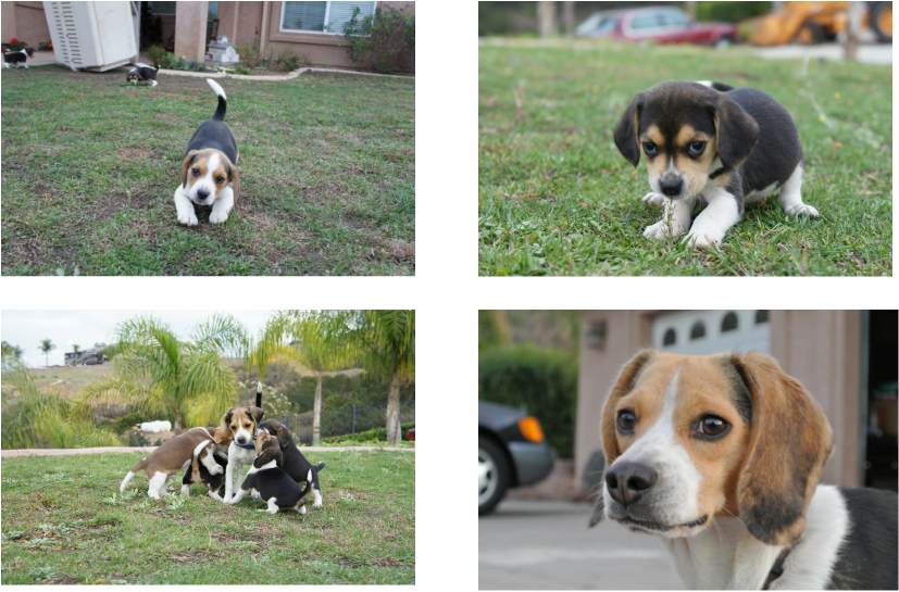 Pocket Beagle Puppy Picture - Dog (827x545), Png Download