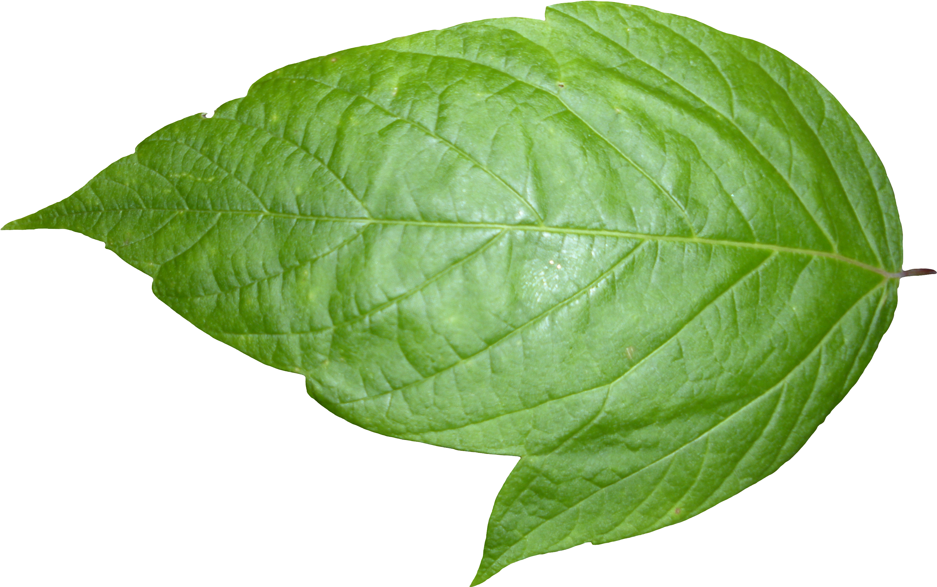 Leaf 06 - Leaf Png (3648x2736), Png Download