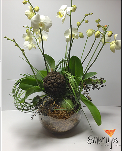 Planta Orquídea/texturas Verdes - Moth Orchid (640x480), Png Download