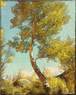 “aspen Tree - Birch (600x600), Png Download