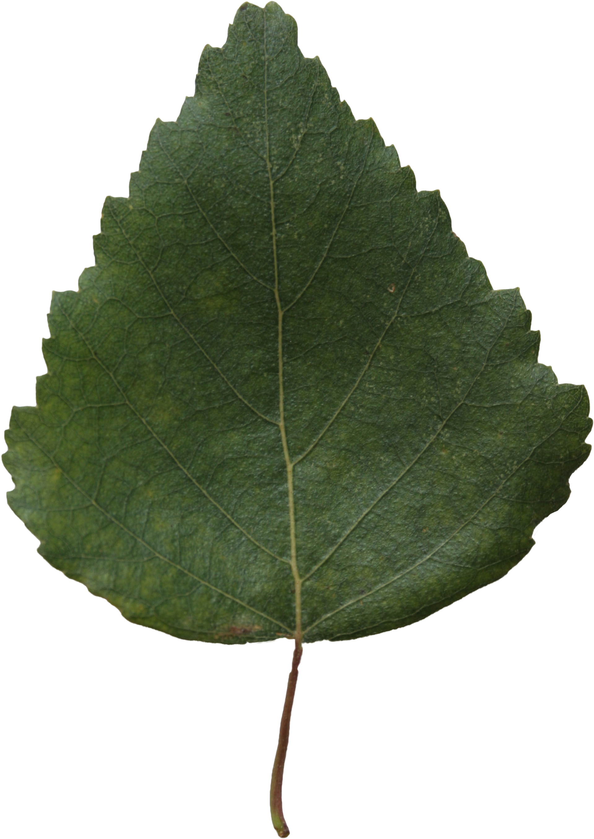 2d Leaves - Birch (2304x3456), Png Download