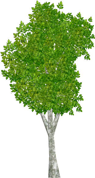 Aspentrembling Jimmyzhoopz - Wavefront .obj File (578x578), Png Download