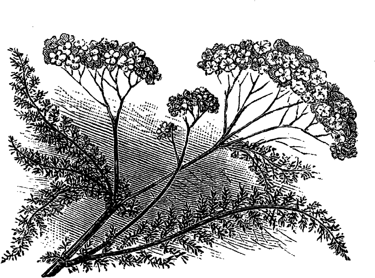 Aspen Drawing Botanical - Vintage Wildflower Illustrations Black And White (1600x1176), Png Download
