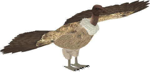 Indian Vulture 1 - Zt2 Ruppell's Vulture (480x480), Png Download