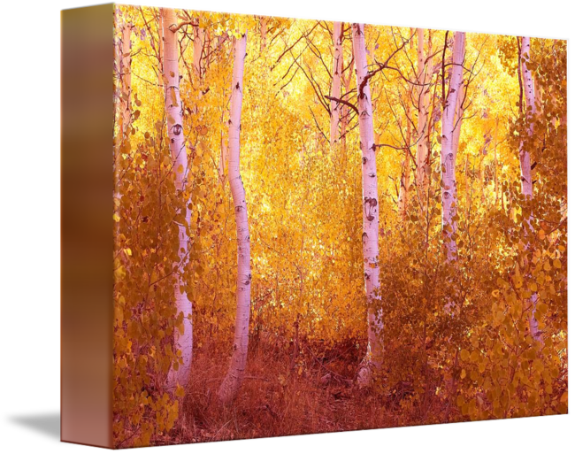 Fall Aspen Trees June Lake Loop By Rick Chandler - June Lake, California (650x513), Png Download