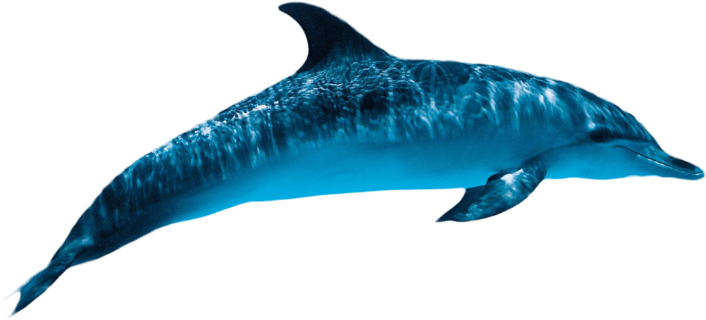 Dolphin Png Picture - Dolphin Png (1011x461), Png Download