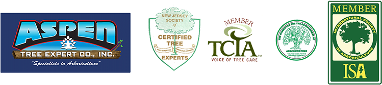 Copyright © 2018 Aspen Tree - International Society Of Arboriculture (800x176), Png Download