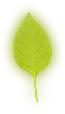 Leaf 4 - American Aspen (500x900), Png Download