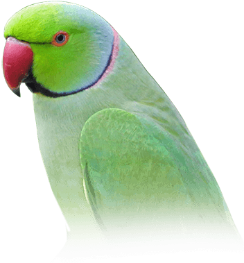 Indian Ring-necked Parakeet - Parrot Indian Png (410x449), Png Download