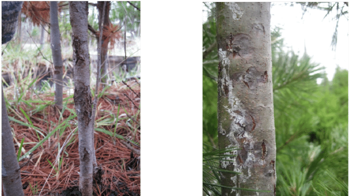 Western White Pine Tree At Dorena Grc With Multiple - Western White Pine (850x397), Png Download