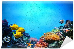 Coral Reef, Fish Groups In Clear Ocean Water Wall Mural - Underwater Scene (400x400), Png Download
