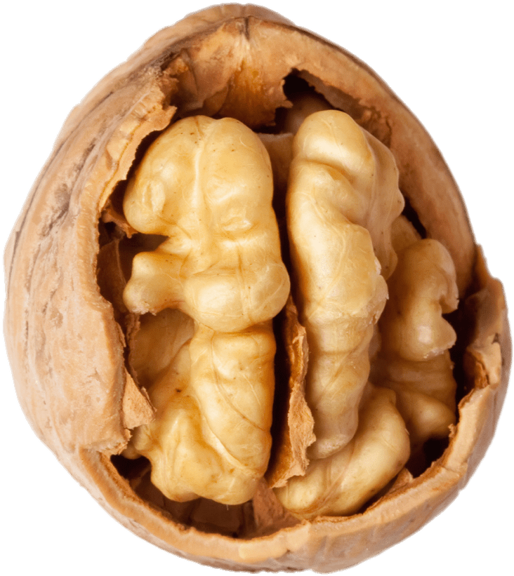 Nuts - Ceviz Içi (1000x1000), Png Download