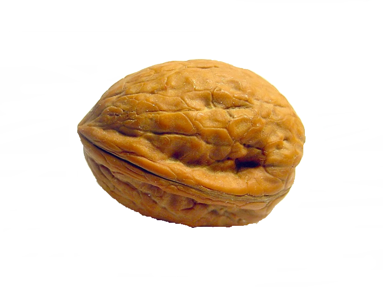 Walnut Png - Walnut In The Shell (750x563), Png Download