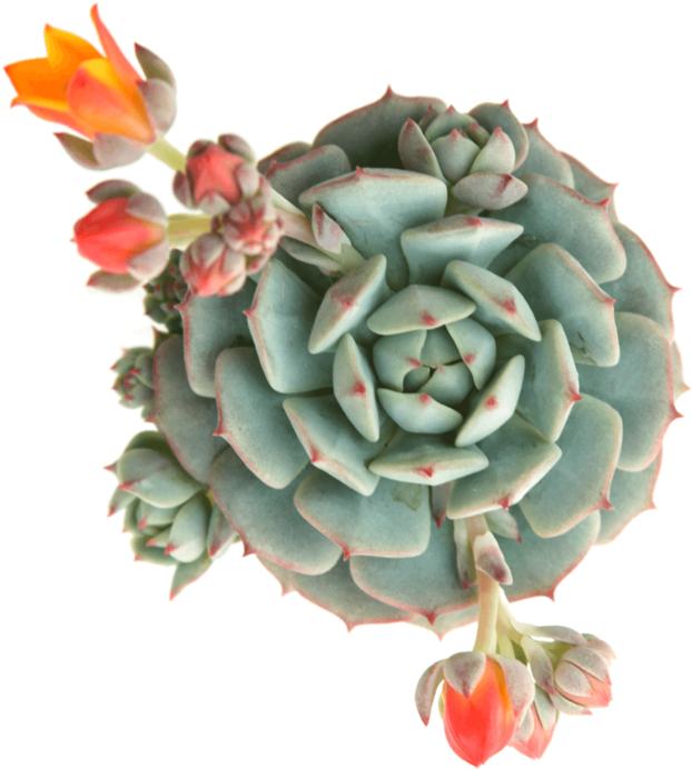 Echeveria Derenbergii 'painted Lady' Succulents Form - Echeveria Succulents (720x720), Png Download