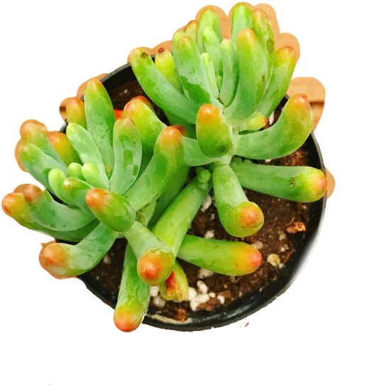 Sedum Pachyphyllum - Rainbow Jellybean - Sedum Rubrotinctum (600x600), Png Download