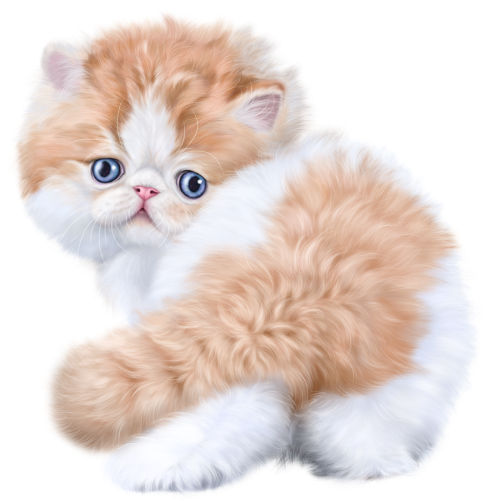0 1607e7 6194aeed Xl - Cat (800x800), Png Download