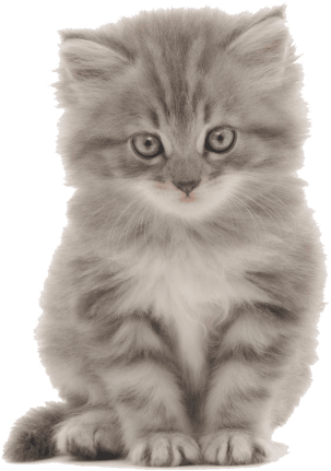 Free Png Cute Kittens Png Images Transparent - Kitten Png (480x480), Png Download