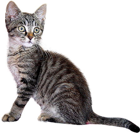 Kittens Transparent Gray - Grey Kitten Png (450x450), Png Download
