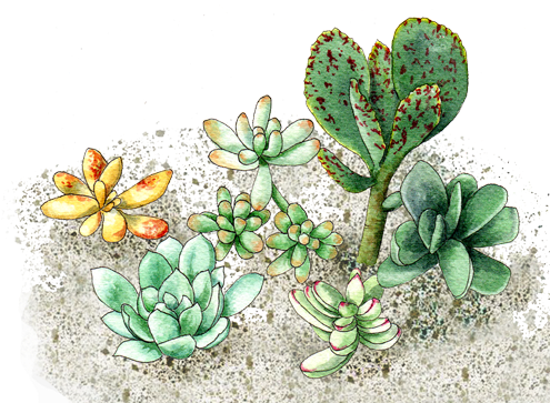 Succulents - Succulent Plant (500x375), Png Download