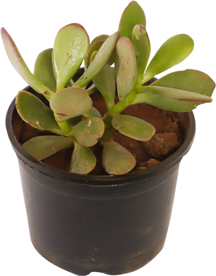 Plants (600x600), Png Download