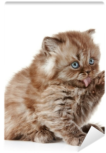 British Kitten Wall Mural - Kitten (400x400), Png Download