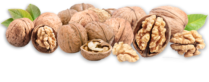 Download - Outdoor Plants Quality Walnut Seeds Fruit Tree Seeds (693x272), Png Download