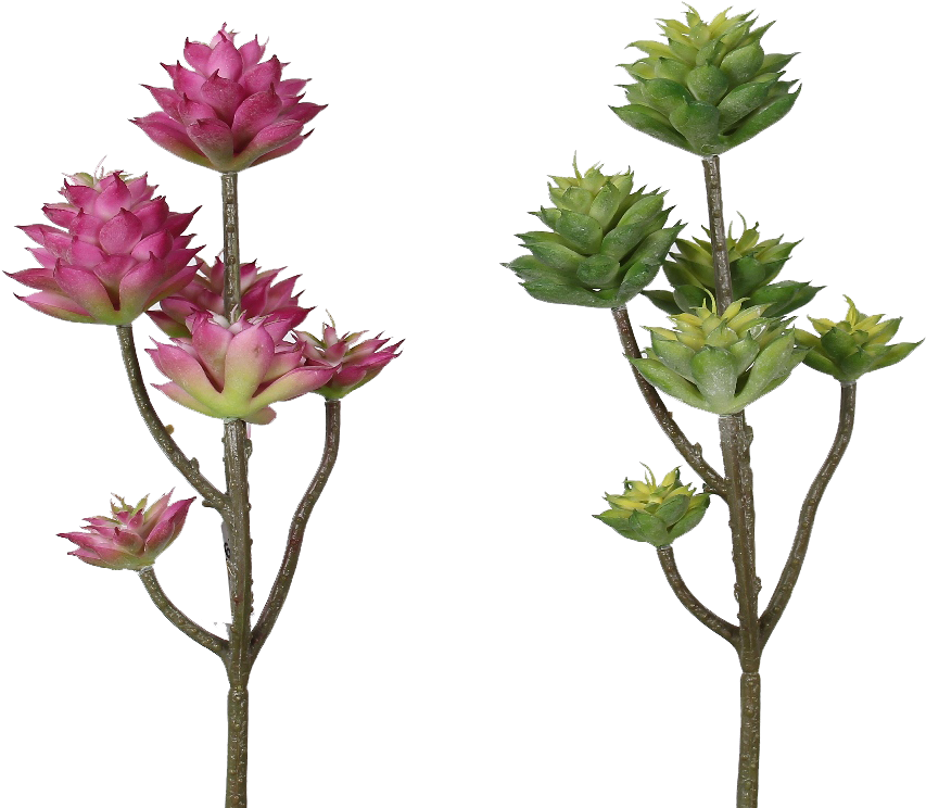 Pink Green Succulents - Succulent Plant (873x755), Png Download