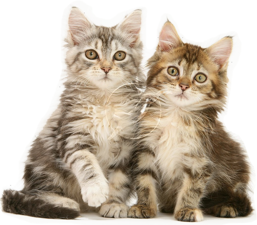 Kittens - Bunga Ucapan Selamat Tahun Baru 2017 (1057x928), Png Download