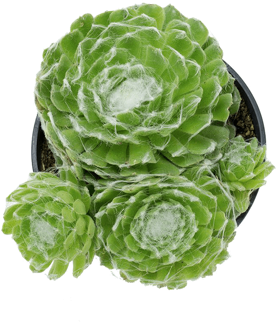 Dog Safe Succulents - Savoy Cabbage (722x722), Png Download