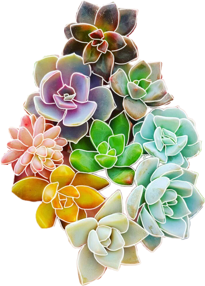 Report Abuse - Succulent Plant (705x982), Png Download